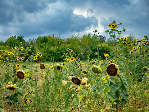 Kleines Sonnenblumenfeld im Sp&auml;tsommer