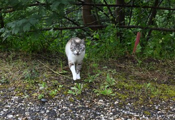 a pretty cat © Margarida