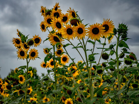 Kleines Sonnenblumenfeld im Sp&auml;tsommer