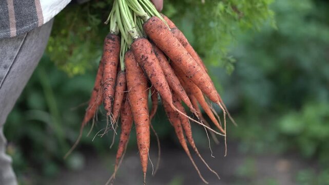 Close-up of dirty root vegetables just pulled from the earth, showing authentic farm harvest of orange carrots with leafy greens in a rural garden setting for organic produce concepts.