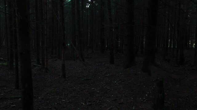 Dark coniferous forest in Sweden, summer