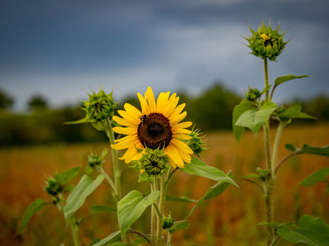 Kleines Sonnenblumenfeld im Sp&auml;tsommer