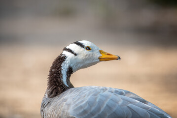 Close-up profile portrait of a Bar-headed goose (Anser indicus) looking up towards the sky against a soft, blurred background © Viktoriia