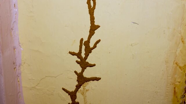 Closeup Of Termite Infestation Trail On Weathered Interior Wall