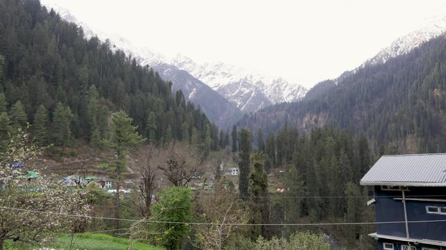 Snow Covered Himalayan Range Viewed Across a Dense Pine Forest and Mountain Village