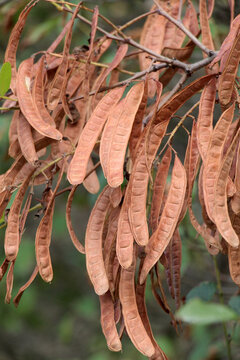 Young pods of black locust (Robinia pseudoacacia) with seeds