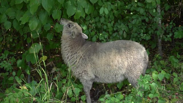 Fluffy sheep standing in lush green foliage and grass on an eco farm. Symbol of the year 2027 Chinese zodiac, concept of environmental protection, natural habitat, wildlife ecology, rural country life