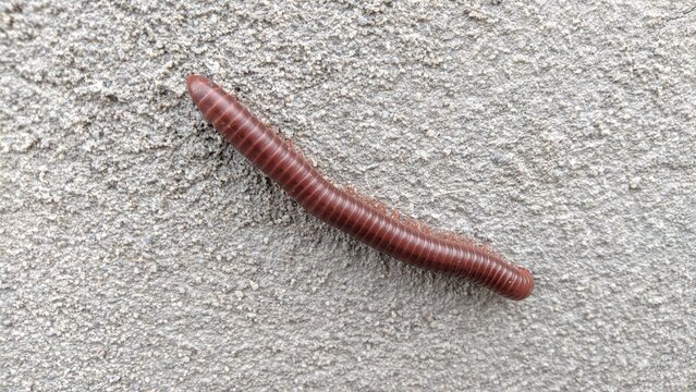 Close-up of a millipede crawling on a concrete wall outdoors