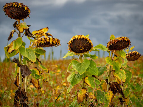 Kleines Sonnenblumenfeld im Sp&auml;tsommer