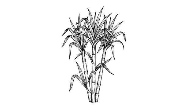 Sugarcane plant stalk and leaf hand drawn black ink vector