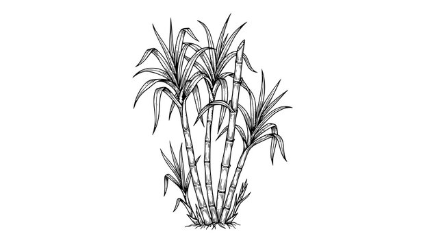 Hand drawn sugarcane stalks with leaves botanical vector illustration