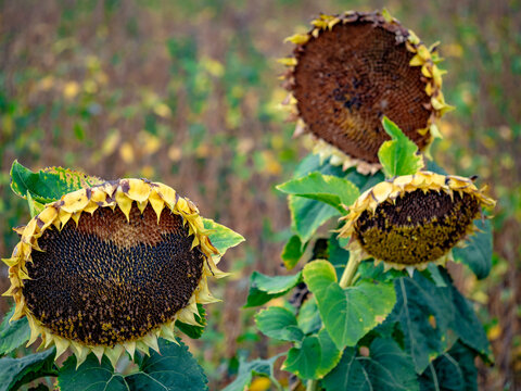 Kleines Sonnenblumenfeld im Sp&auml;tsommer