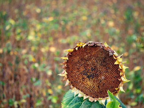 Kleines Sonnenblumenfeld im Sp&auml;tsommer
