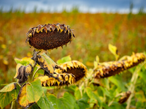 Kleines Sonnenblumenfeld im Sp&auml;tsommer