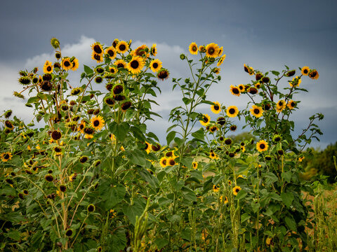 Kleines Sonnenblumenfeld im Sp&auml;tsommer
