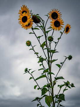 Kleines Sonnenblumenfeld im Sp&auml;tsommer