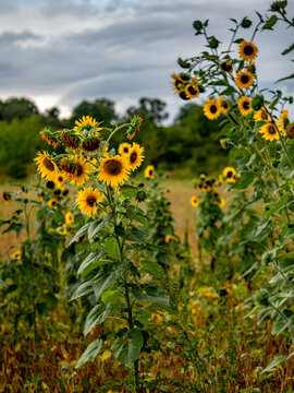 Kleines Sonnenblumenfeld im Sp&auml;tsommer