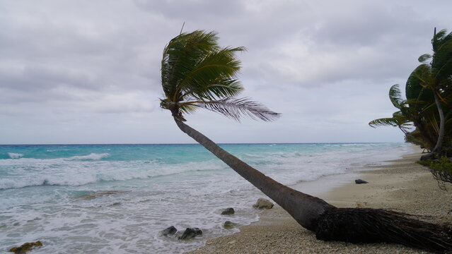 A dramatic daytime view of a windy PK9 Beach in Fakarava, French Polynesia, showing leaning coconut palm trees and breaking white waves along a turquoise coral sand shoreline