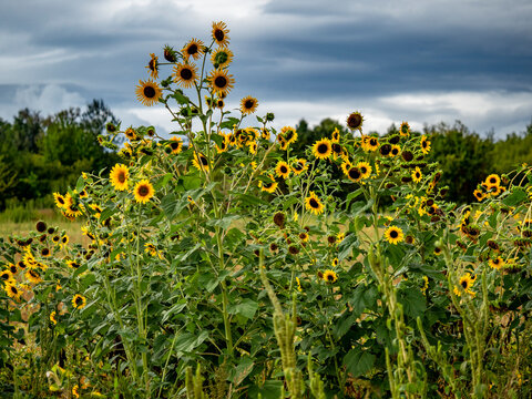 Kleines Sonnenblumenfeld im Sp&auml;tsommer