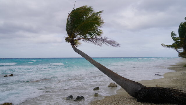 A dramatic daytime view of a windy PK9 Beach in Fakarava, French Polynesia, showing leaning coconut palm trees and breaking white waves along a turquoise coral sand shoreline