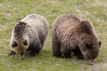 Obraz premium Pair of Grizzly Bears in Yellowstone National Park Wyoming in Springtime