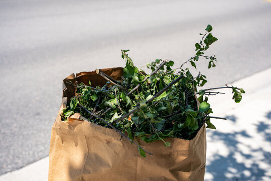 Paper bag filled with garden waste on sidewalk.