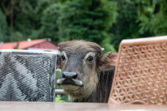 View of a water buffalo looking over a table near the Mardi Himal Trek in Pokhara, Gandaki Province, Nepal.