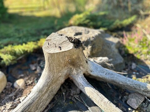 Close-up shot of a weathered grey wooden tree stump and its dry roots on a sunny day, featured in a landscaped backyard with a blurred rock and plants in the background