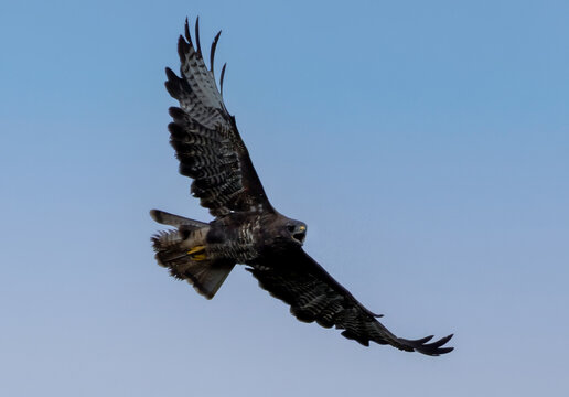 M&auml;usebussard