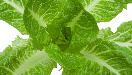 Fresh green romaine lettuce leaves detailed texture, isolated on transparent background © Sophie