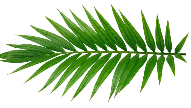 Vibrant green palm frond with pointed leaves, isolated on transparent background
