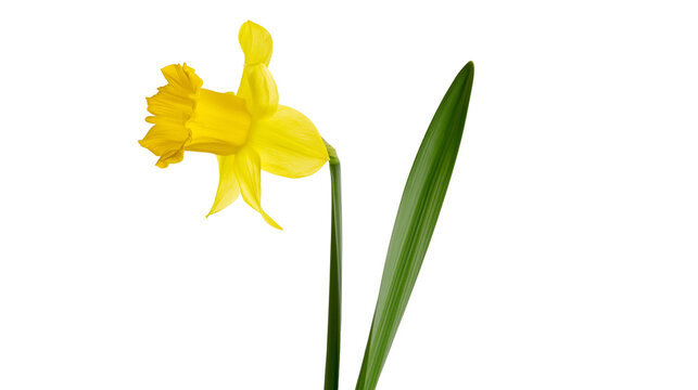Bright yellow daffodil flower with green stem and leaf, isolated on transparent background