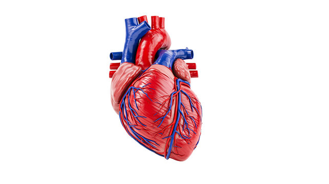 Detailed human heart anatomy with red muscle and blue vessels, isolated on transparent background