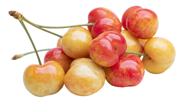 Cluster of Rainier cherries with red blush, isolated on transparent background