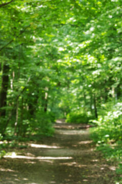 Forest trees. Nature green wood sunlight blurred backgrounds