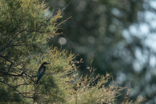 European bee-eater perched on tamarisk with soft bokeh behind, Tablas de Daimiel National Park, Spain