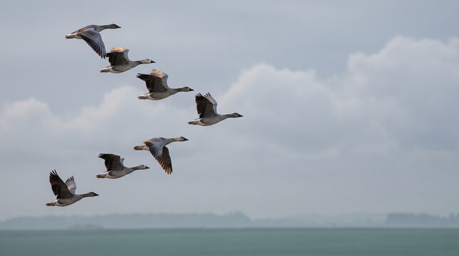 Geese flying in V formation over a cloudy sky near the water  