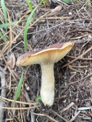 pink and white mushroom with white gills in the forest © nicole