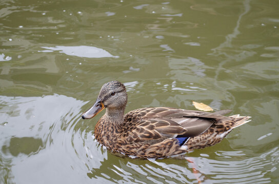 Ente