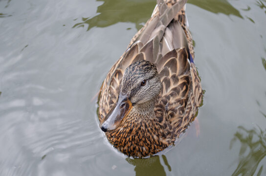Ente