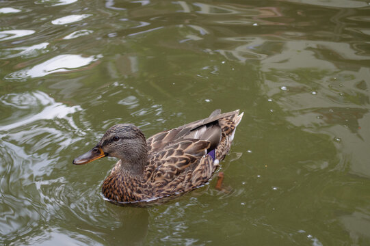 Ente