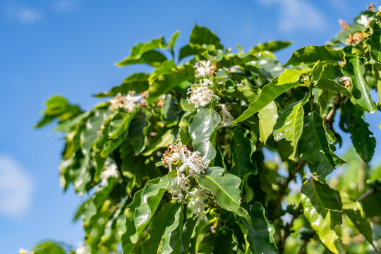 Coffea arabica, Arabica coffee, is a species of flowering plant in the coffee and madder family Rubiaceae.  Kauaʻi Coffee Company, Kauai County, Hawaii. 
