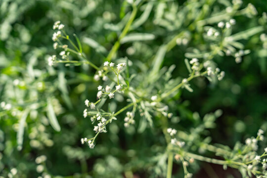 Parthenium hysterophorus is a herbaceous, flowering weed species in the family Asteraceae. Santa Maria feverfew, whitetop weed, amine weed and congress grass.  Kauaʻi Coffee Company, Kauai County