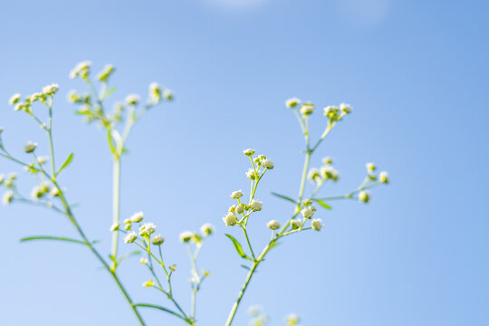 Parthenium hysterophorus is a herbaceous, flowering weed species in the family Asteraceae. Santa Maria feverfew, whitetop weed, amine weed and congress grass.  Kauaʻi Coffee Company, Kauai County