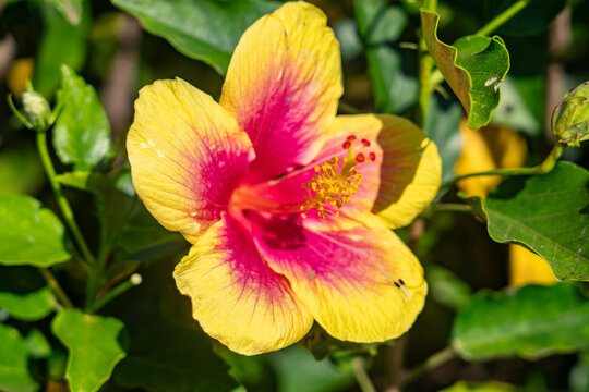 Hibiscus is a genus of common flowering plants in the mallow family, Malvaceae. Kauaʻi Coffee Company, Kauai County, Hawaii. 