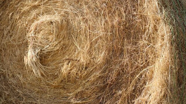 Coastal round bale of hay close-up texture