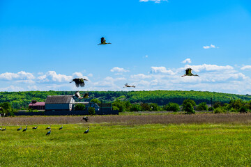 Fototapeta premium White storks (Ciconia ciconia) at the green meadow near river Dnieper