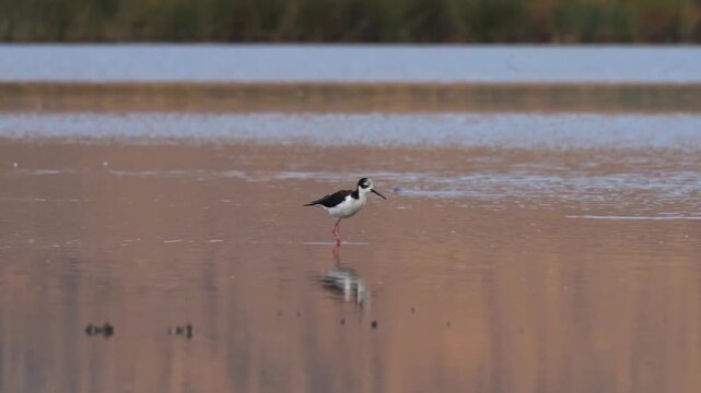 Black-necked stilt walking in shallow wetland water with clear reflection