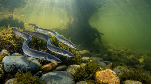 Eels swimming in a river with sun rays and rocks below the surface  