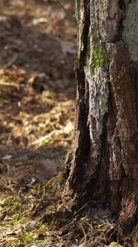 Vertical pan right on base of standing tree trunk close up
